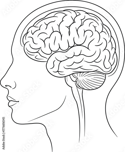 Outline human brain in head illustration for medical science health related projects and creative design
