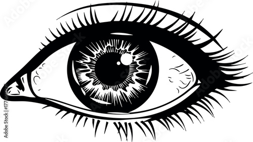 Human eye detailed anatomical vector illustration black and white style realistic artistic design