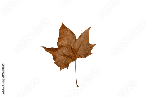 Crisp, dried brown Sycamore or Maple-like leaf centered on a pure white background. This isolated autumnal element is perfect for seasonal designs, fall themes, nature concepts, or as a texture overla