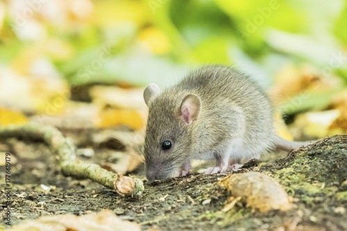 A juvenile Norway rat (Rattus norvegicus) snuffling on the forest floor, Hesse, Germany