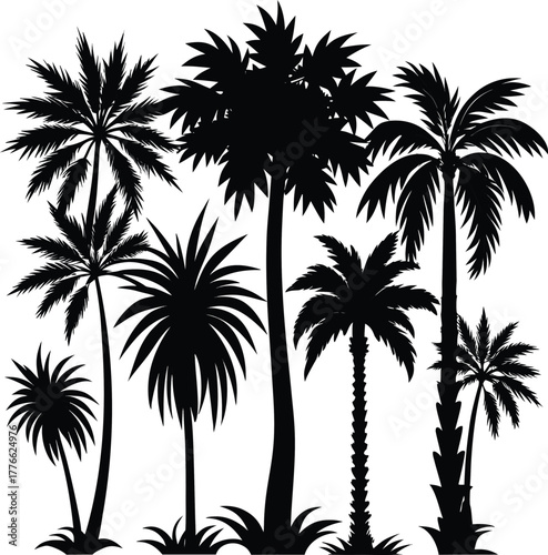 Silhouette of a cluster of tall palm trees against a white background