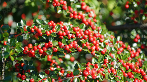 Macro image of Cotoneaster berries in early Autumn, Cheshire, England
