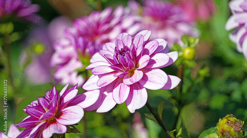 Obraz premium Macro image of purple Dahlia petals, Cheshire, England 
