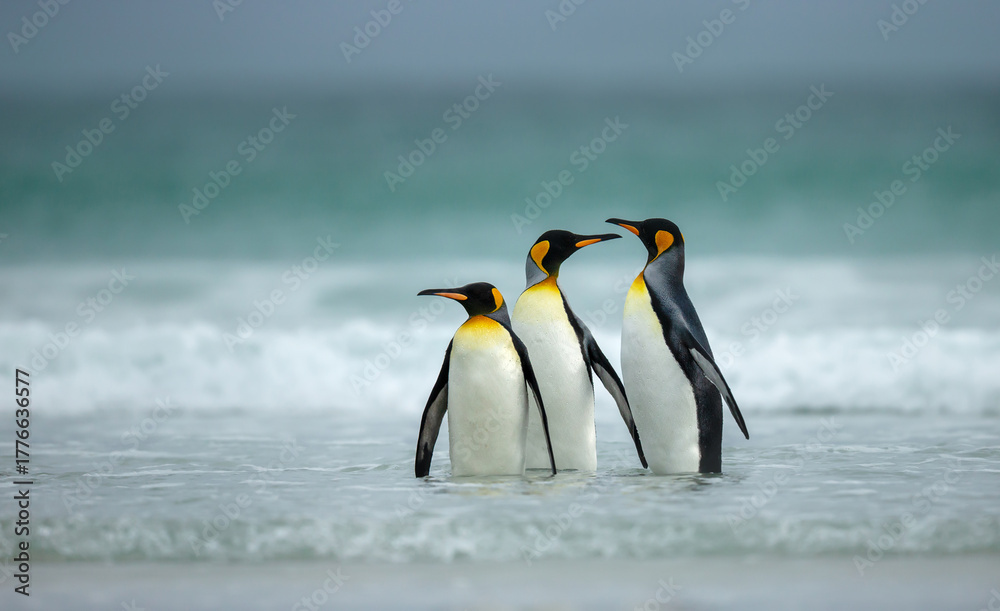 Obraz premium Three King penguins standing close together in the shallow waters of a coastal beach in the Falkland Islands