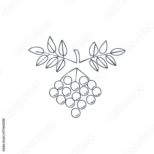 Rowan berry sprig with leaves hand drawn line art illustration