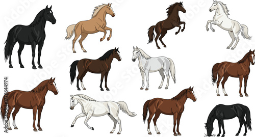 Horse illustration, cartoon horse, animal poses, grazing horse, rearing horse, horse anatomy, equine behavior, stallion sketch, farm animal, nature drawing