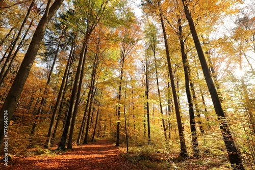 Forest path among beech trees on a sunny autumn morning