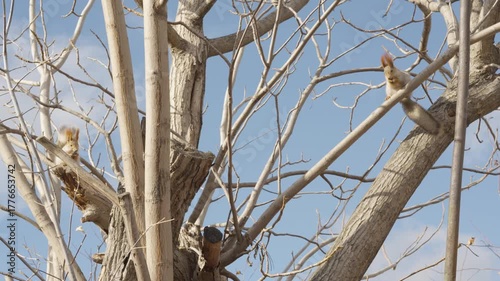 Two squirrels sit on the branches of a Manchurian walnut tree, crunching its nuts. Natural wildlife behavior with a clear sound of cracking shells.