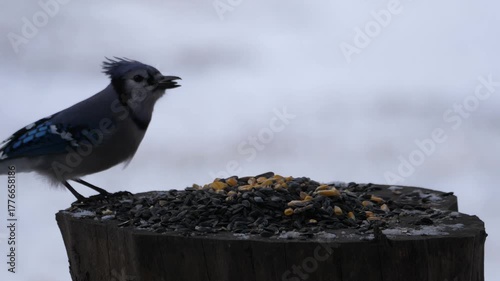 Birdfeeder 0907 Blue Jay Birds Wildlife Squirrel Backyard