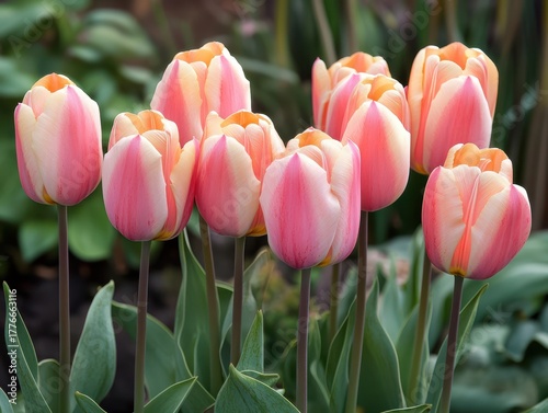 A tulips in the garden.