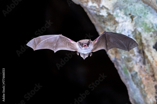 Long-fingered bat flying from cave