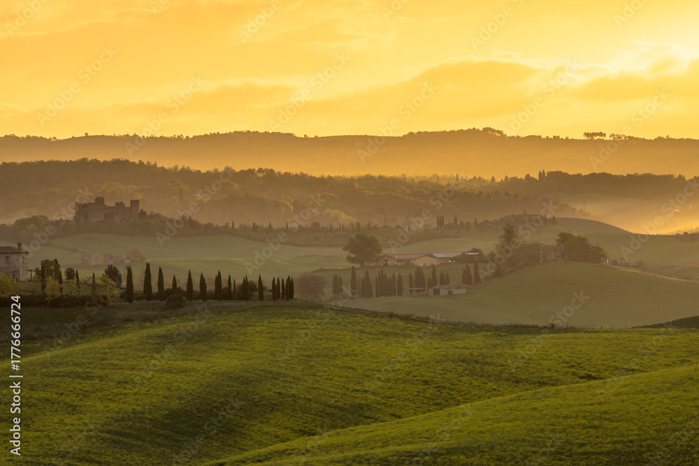 Obraz premium Vineyard in foggy hills