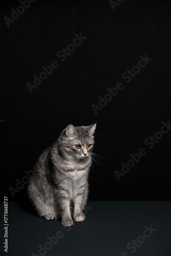 A cat poses against a black background. A kitten's game.