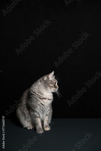 A cat poses against a black background. A kitten's game.