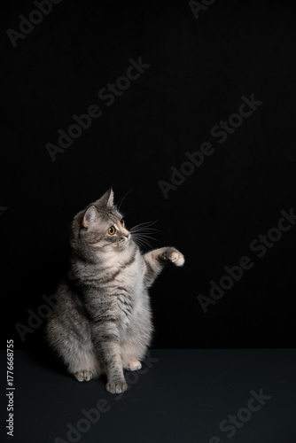 A cat poses against a black background. A kitten's game.