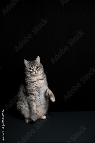 A cat poses against a black background. A kitten's game.