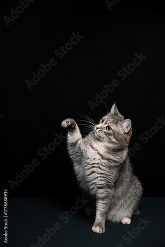 A cat poses against a black background. A kitten's game.