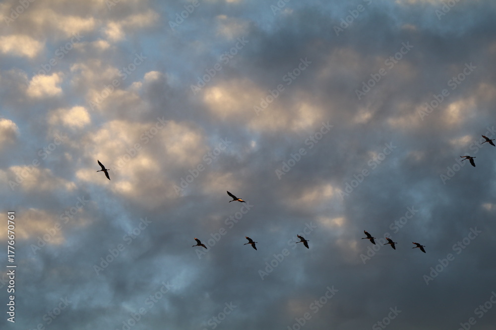 Fototapeta premium Migrating cranes over blue sky with fluffy clouds, Lac du Der, France