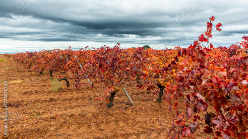 Autumn landscape with vineyard and reddish leaves under a leaden, rainy sky