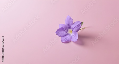 pink flower on a blue background