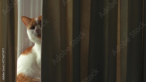 Suspicious Ginger and white cat from behind curtain