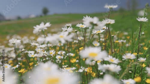 Alpine wild flowers. Beautiful wildflower meadow blooms in spring sunlight showcasing vibrant colors and rich nature. White and yellow daisies wsaying in the wind on green meadow 