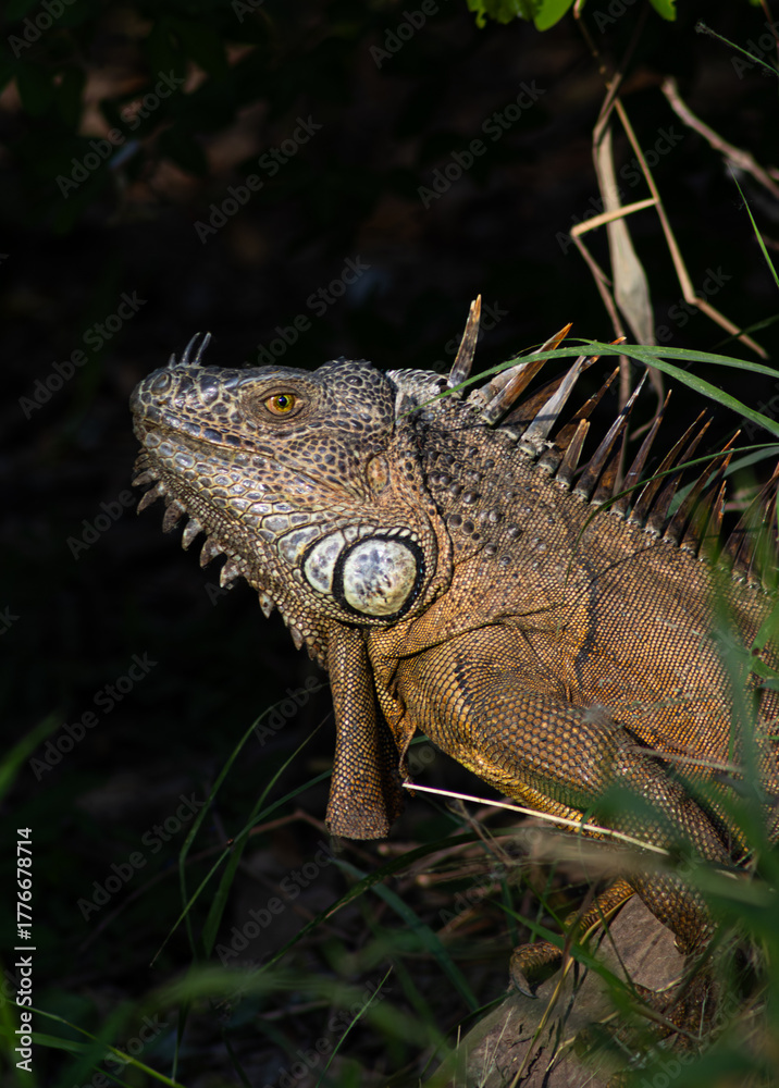 Fototapeta premium Iguana nocturna