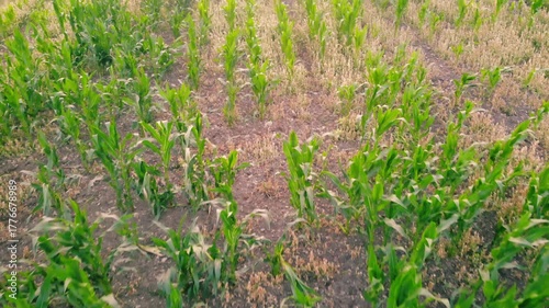 Corn maize fields in British countryside drone aerial 