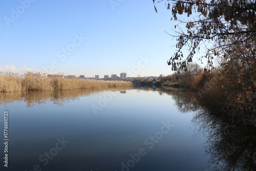 Photos reflection of trees