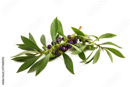 Wallpaper Mural Mousehole tree branch with berries Torontodigital.ca