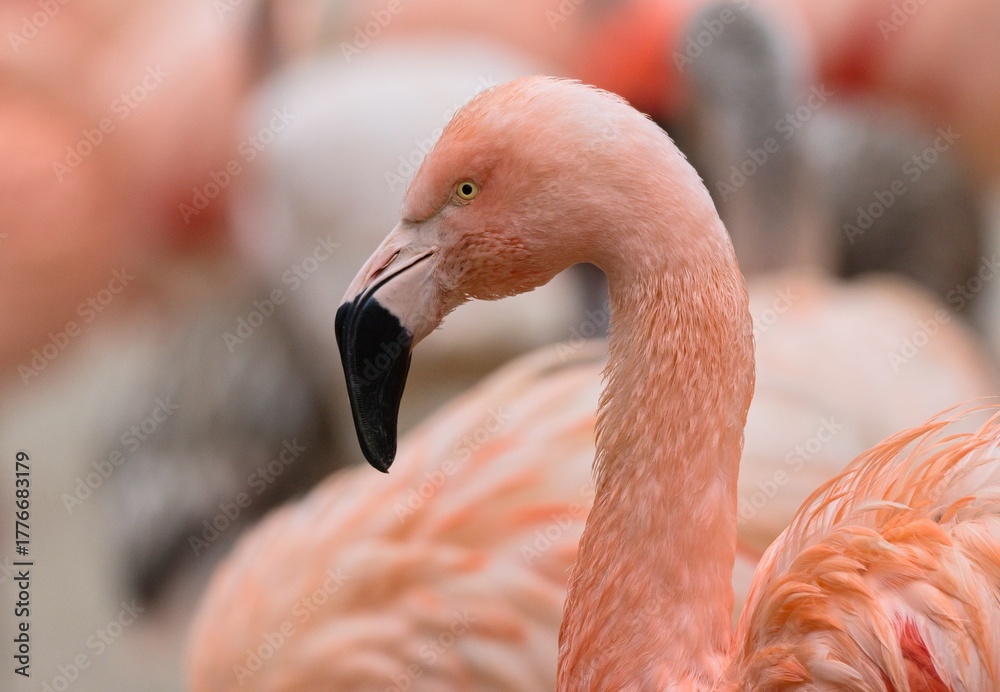 Fototapeta premium pink flamingo portrait