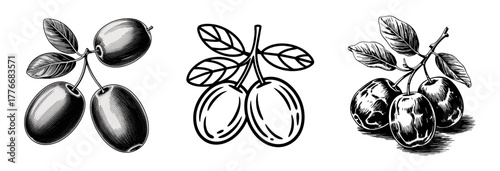 vintage engraving jujube fruits icon set with leaves on a branch, vector illustrations for healthy food and agriculture