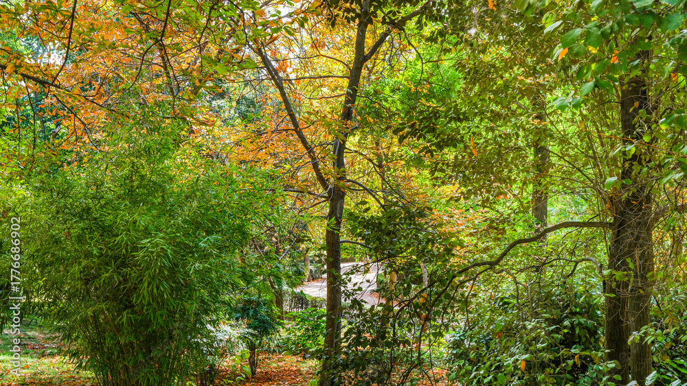 Obraz premium Autumn, forest, El Retiro Park, Madrid, Spain, Europe