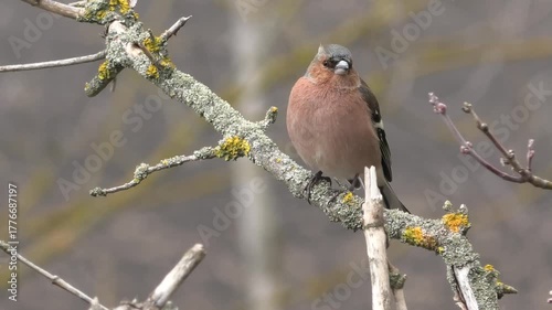 robin on branch