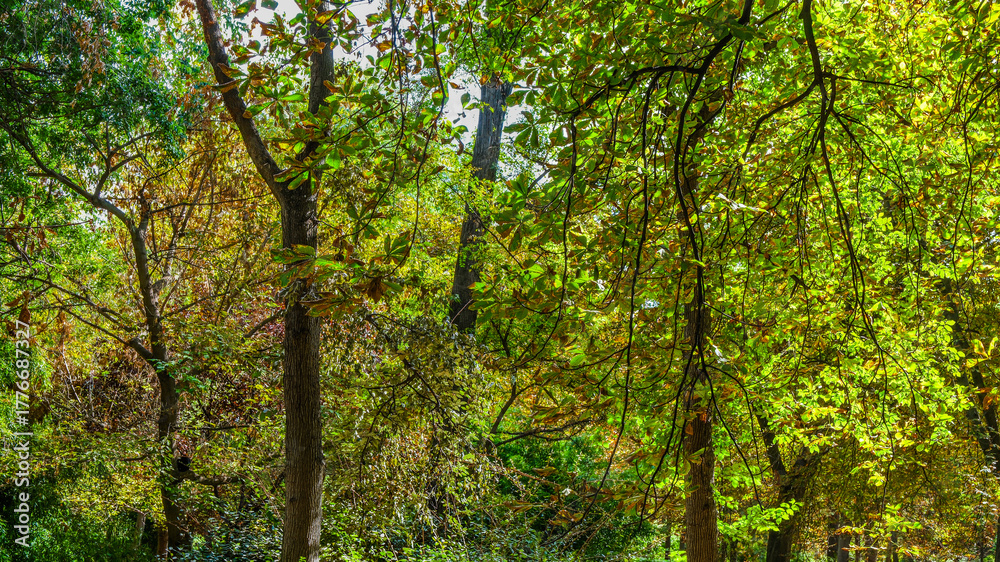 Fototapeta premium Autumn, forest, El Retiro Park, Madrid, Spain, Europe