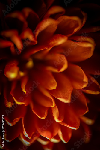Autumn Bloom Series – Golden Amber Chrysanthemum in Warm Shadow