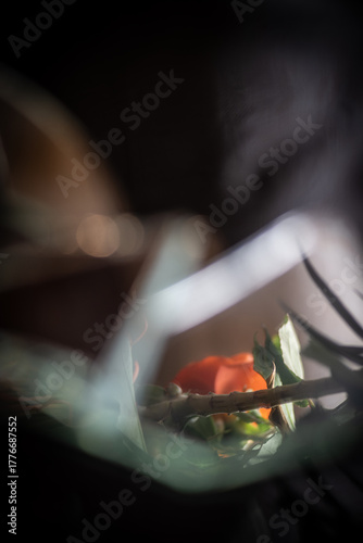 Veiled Light – Study of a Rose Beneath Shadows