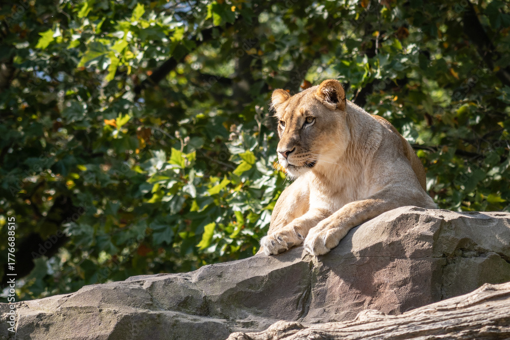 Naklejka premium Lion (Panthera leo)