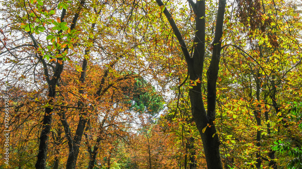 Obraz premium Autumn, forest, El Retiro Park, Madrid, Spain, Europe