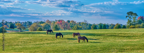 Group of thoroughbred horses grazing with colorful fall trees.