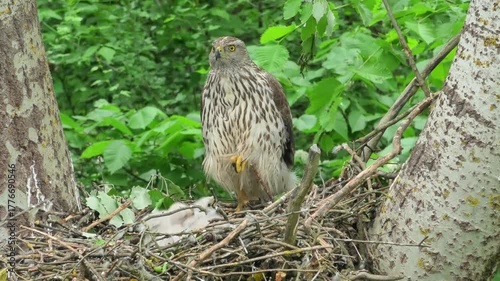 A female goshawk at a nest with chicks
