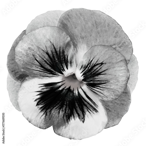 Pansy flower on  isolated background with clipping path. Closeup no shadows. Nature Transparent background. 