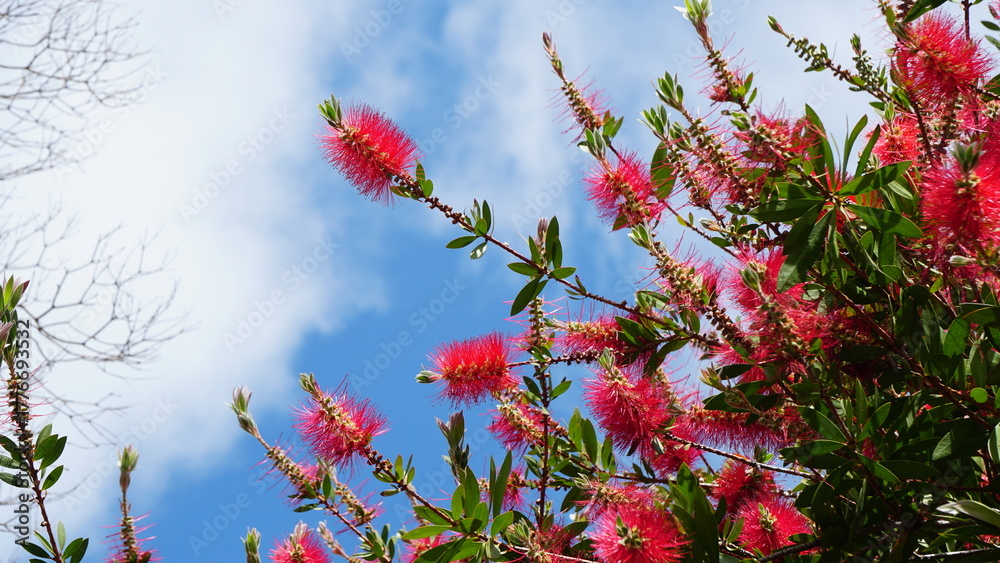Naklejka premium A bottlebrush plant with vibrant red flowers blooms against a bright blue sky with scattered white clouds.