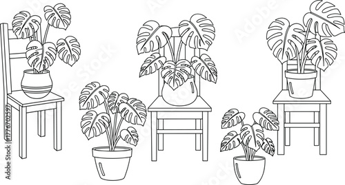 Monstera houseplants on wooden chairs, minimalist indoor plant decor, black and white line art illustration for botanical wall design, home decor