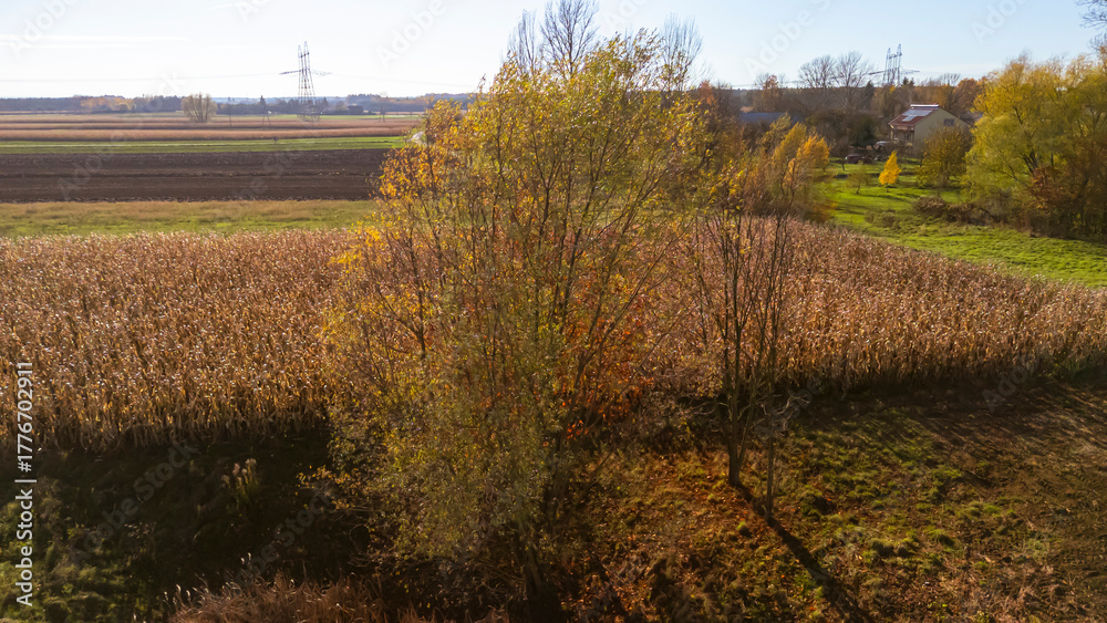Naklejka premium Aerial view of a vast agricultural landscape featuring golden fields and distant trees, showcasing the vibrant colors of autumn daylight in Poland's countryside.