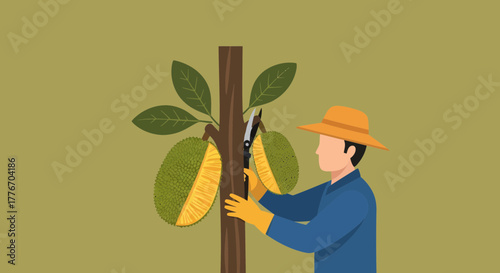 A Farmer Harvesting Jackfruits From a Tree Using Secateurs in a Field