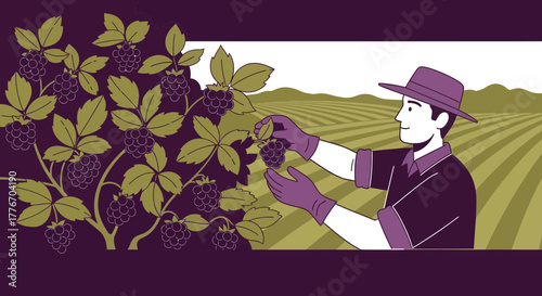 A Farmer Harvesting Berries In Fields Depicting Agriculture and Fresh Produce