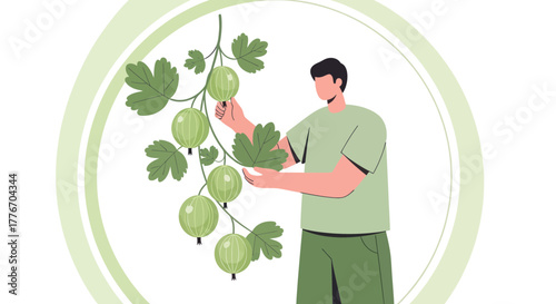 A Gardener Appreciates The Refreshing Gooseberries in His Orchard Circle