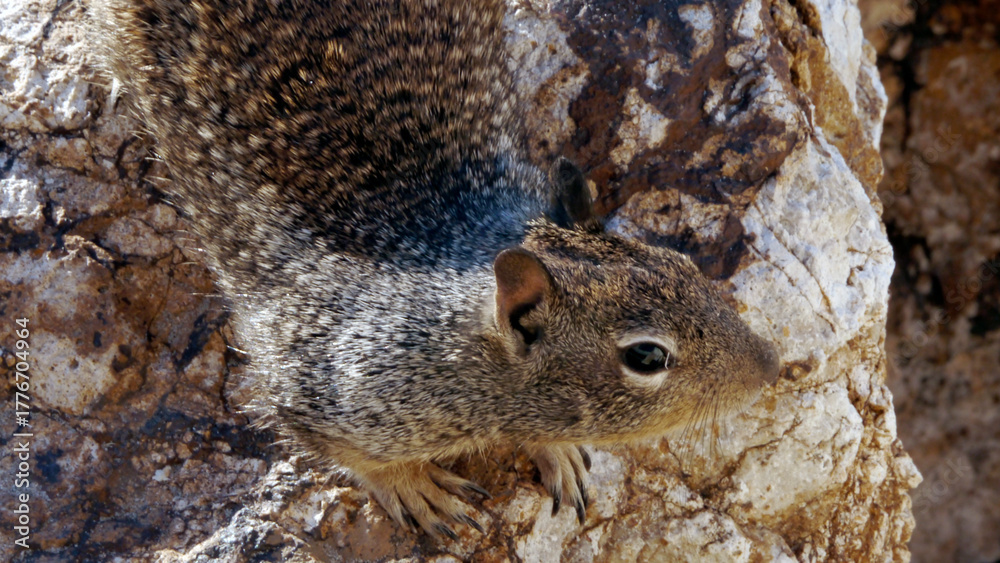 Fototapeta premium CA Vta Squirrel on Beach Rocks Horizontal 3 2025