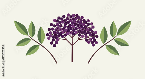 Abstract Illustration Of Elderberry Plant With Leaves And Berries Simple Design